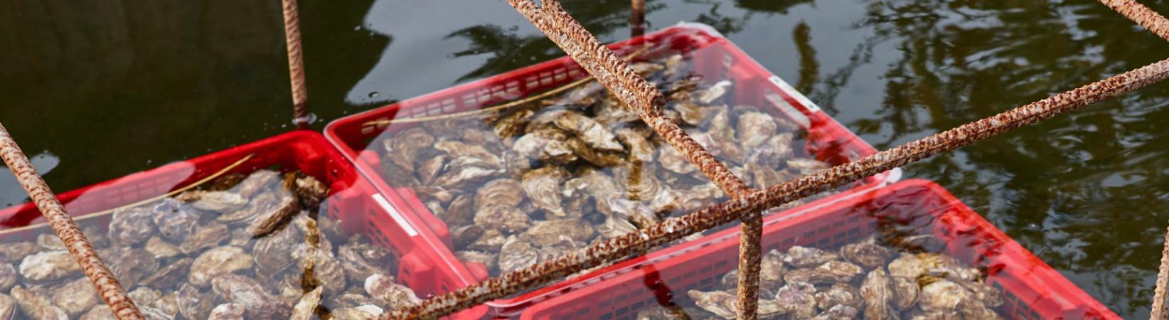 MBAQ 301 Sustainable Aquaculture Techniques 1 - Growing Shellfish and ...