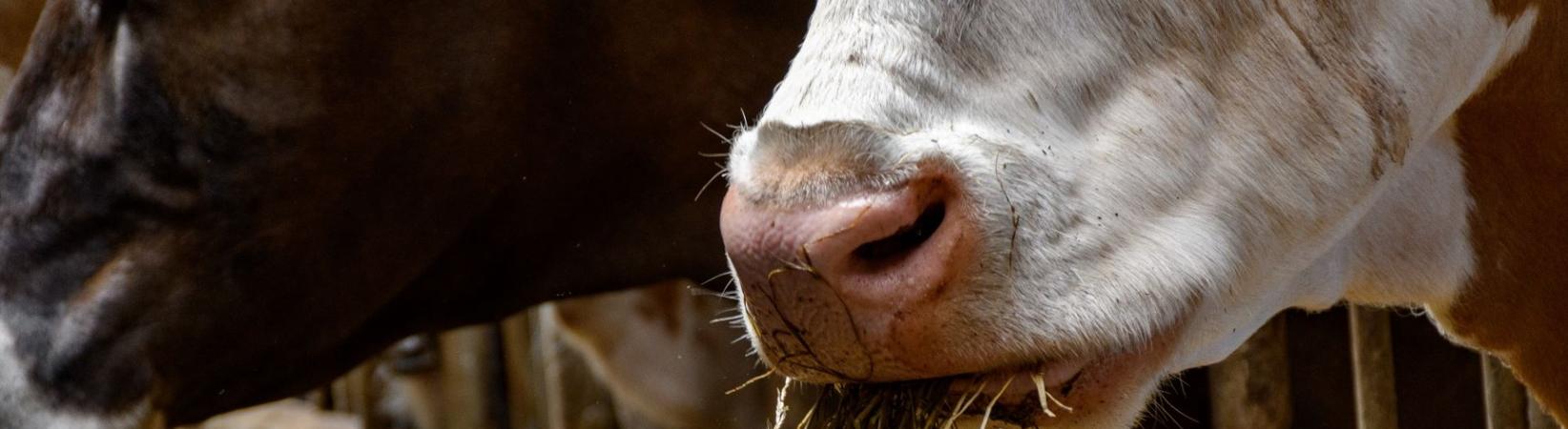ANIM 205 Animal Nutrition